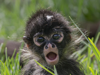 See the baby Spider Monkeys at the Zoo's free access area
