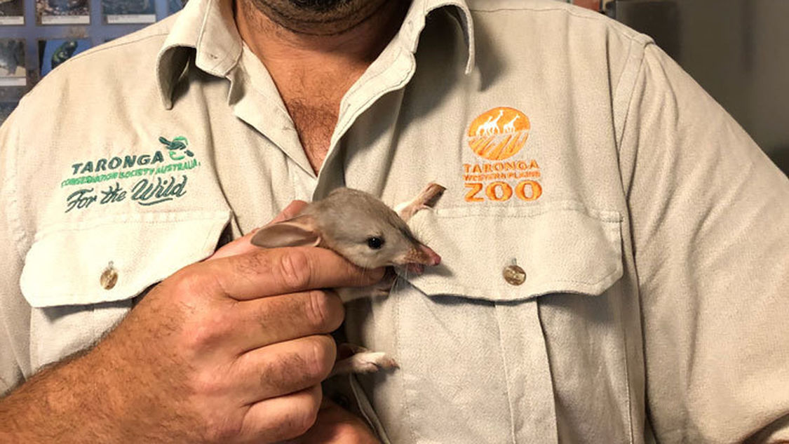 Greater Bilby baby with keeper Steven Kleine