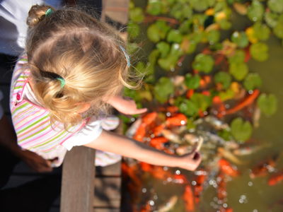 Feeding the koi at the Dubbo Regional Botanic Garden