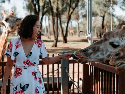 Meet the Zoo's tallest residents at the Giraffe encounter