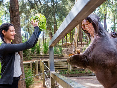 Hippo encounter at Taronga Western Plains Zoo