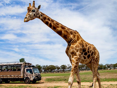 Savannah Safari tour at Taronga Western Plains Zoo
