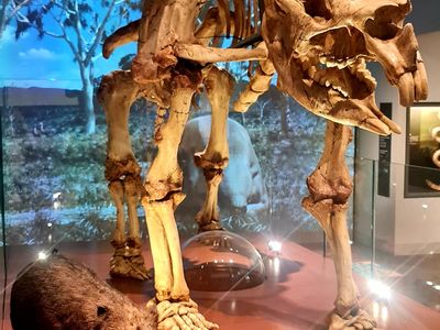 Megafauna