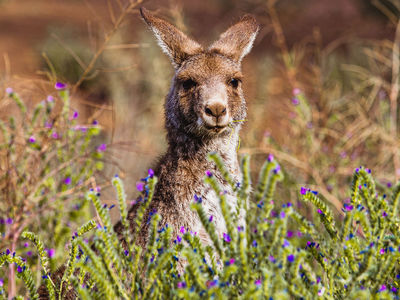 Kangaroo Amongst the Wildflowers