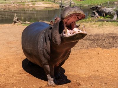 Hippo
