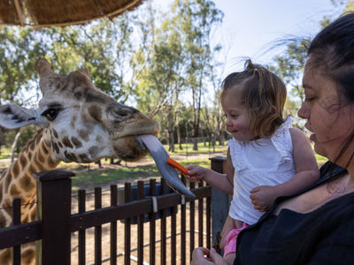 Taronga Western Plains Zoo Giraffe