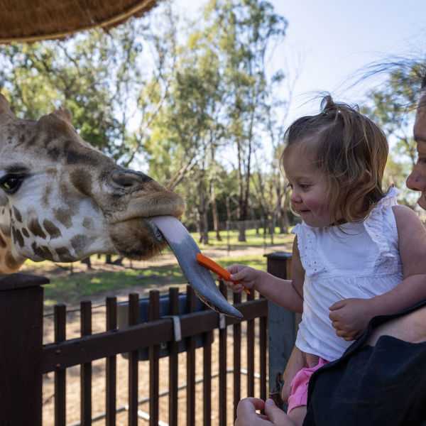 Taronga Western Plains Zoo Giraffe