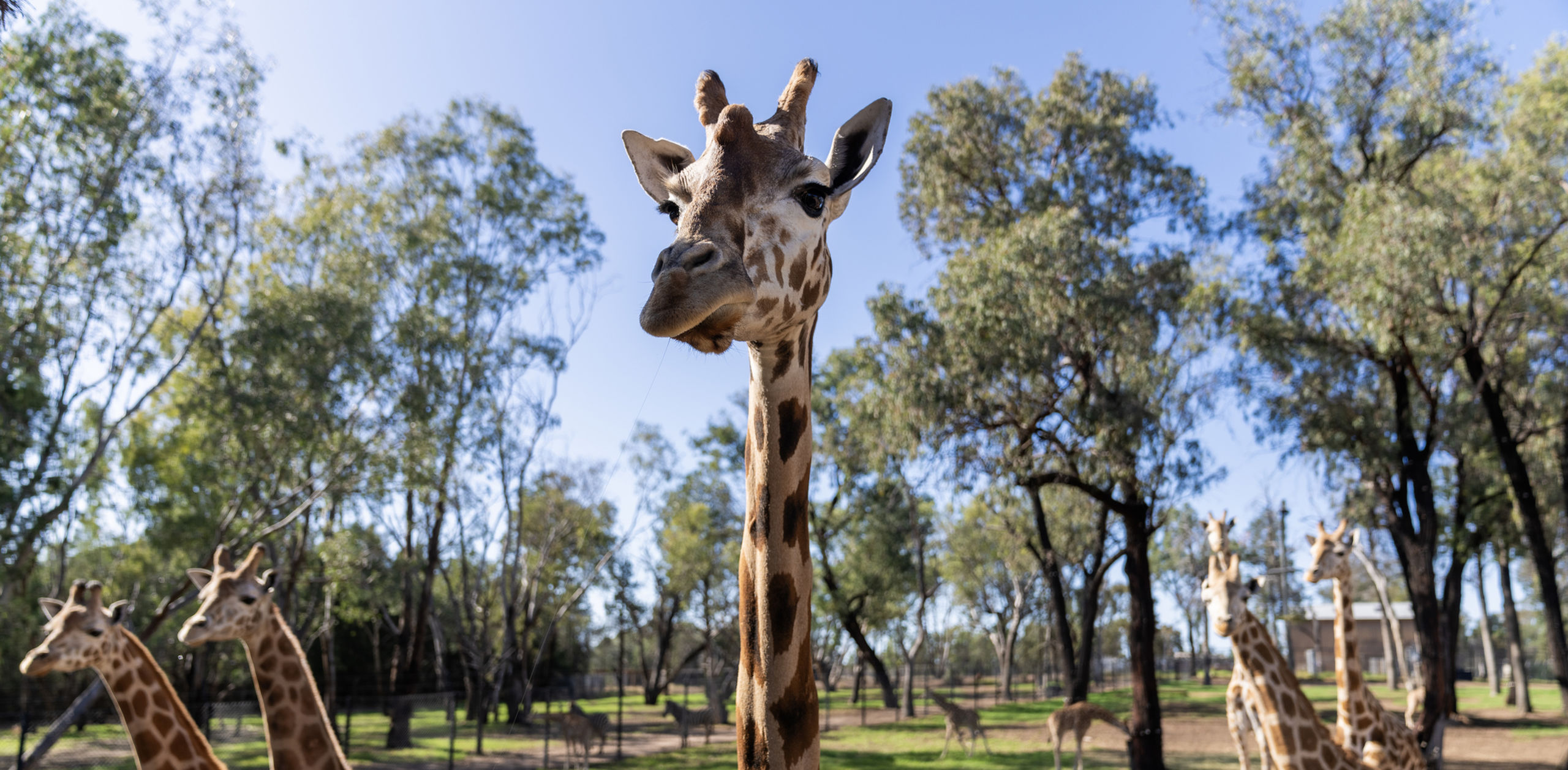 Giraffe @ TWPZ