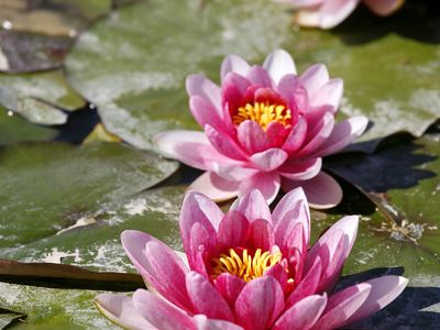 VISIT BUSINESSLISTING Dubbo Regional Botanic Garden Flowers