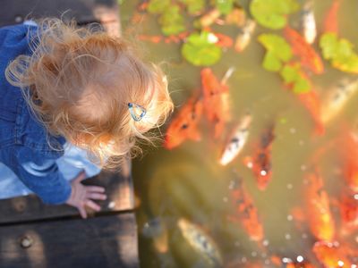 VISIT BUSINESSLISTING Dubbo Regional Botanic Garden Fishpond