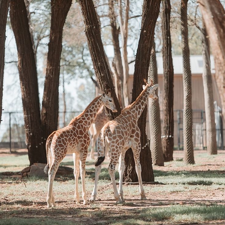 Giraffes at Taronga Western Plains Zoo in Dubbo