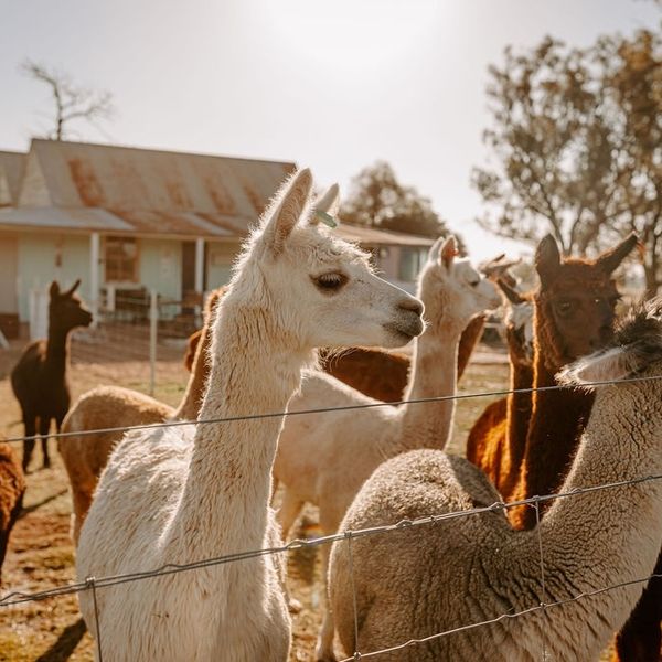 Quentin Park Alpacas and Studio Gallery