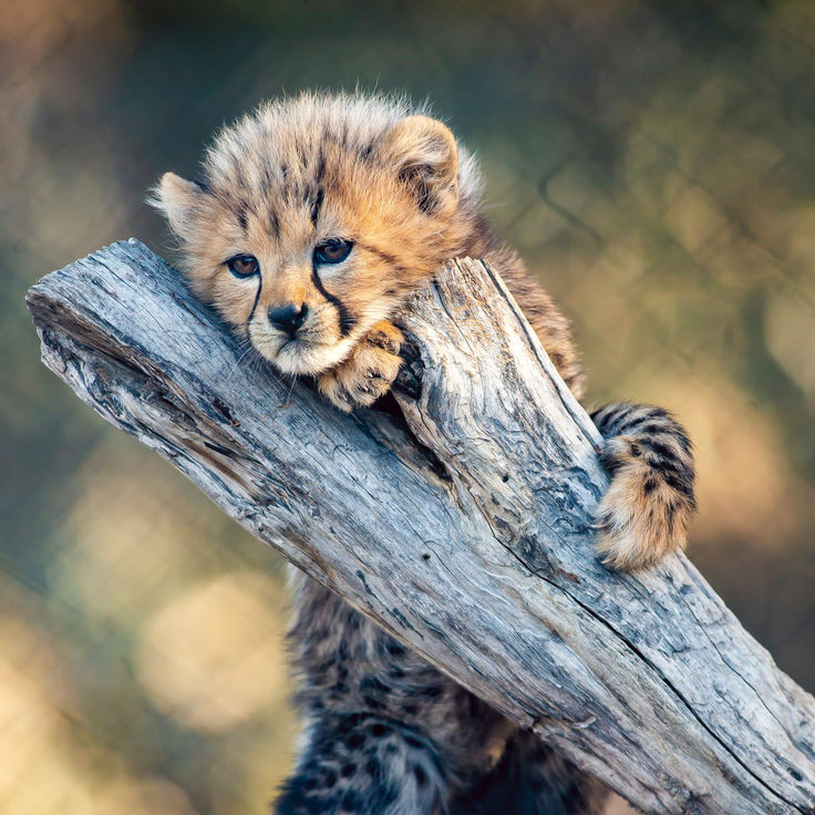 Attractions - Taronga Western Plains Zoo Cheetah Cub - Image Credit Rick Stevens