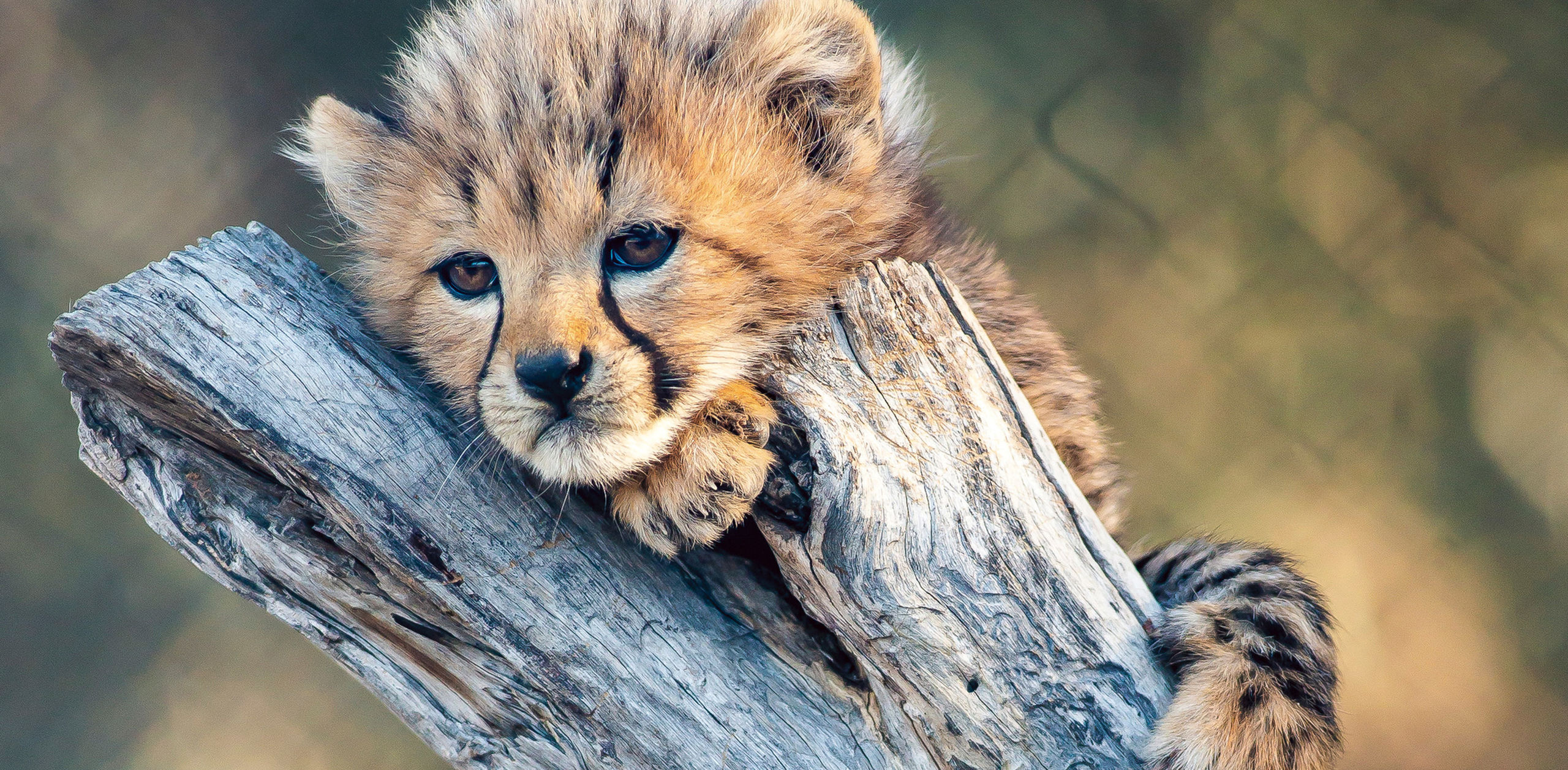 Attractions - Taronga Western Plains Zoo Cheetah Cub - Image Credit Rick Stevens
