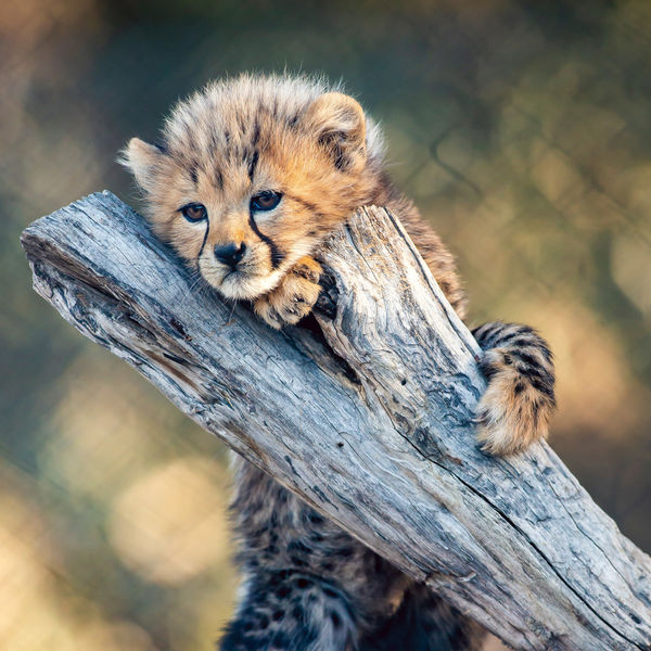 Attractions - Taronga Western Plains Zoo Cheetah Cub - Image Credit Rick Stevens