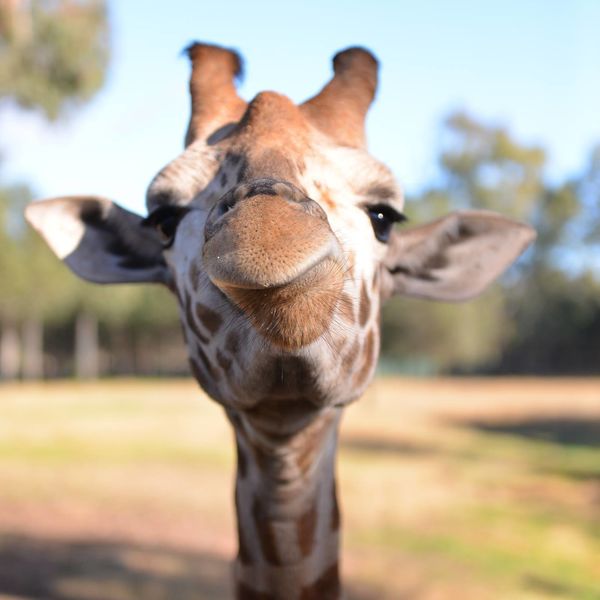 Attractions - Taronga Western Plains Zoo Meet The Local Giraffes