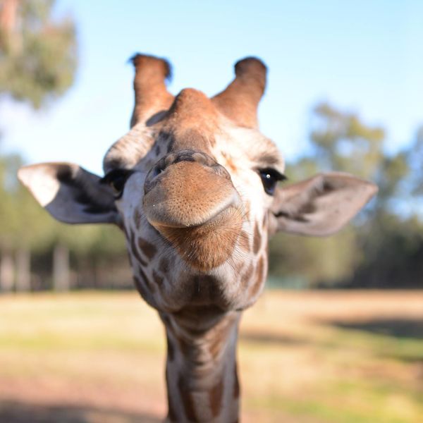 Attractions - Taronga Western Plains Zoo Meet The Local Giraffes