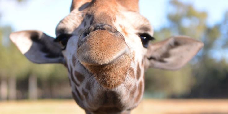 Attractions - Taronga Western Plains Zoo Meet The Local Giraffes