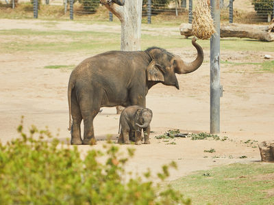 VISIT ATTRACTIONS Taronga Western Plains Zoo Asian Elephants