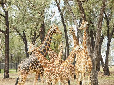 VISIT ATTRACTIONS Taronga Western Plains Zoo Family Of Giraffes