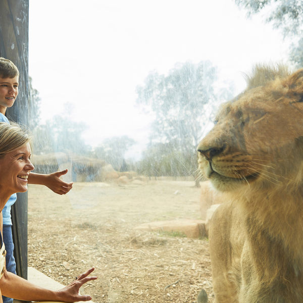 Attractions - Taronga Western Plains Zoo Up Close At The Lion Pride Lands Exhibit