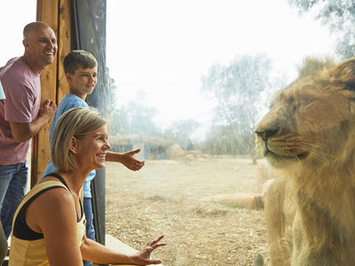 VISIT ATTRACTIONS Taronga Western Plains Zoo Up Close At The Lion Pride Lands Exhibit