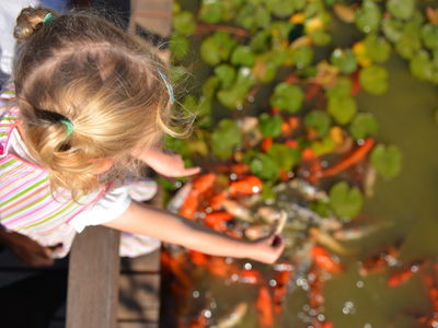VISIT ATTRACTIONS Dubbo Regional Botanic Garden Say Hello To The Koi Fish In The Expansive Pond At Shoyoen Japanes Garden