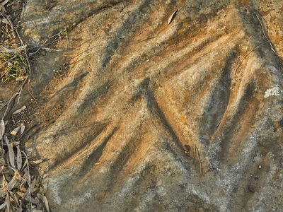 VISIT ATTRACTIONS First Lesson Cultural Tours With Native Secrets Terramungamine Grinding Grooves