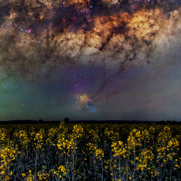 Cosmic Canola