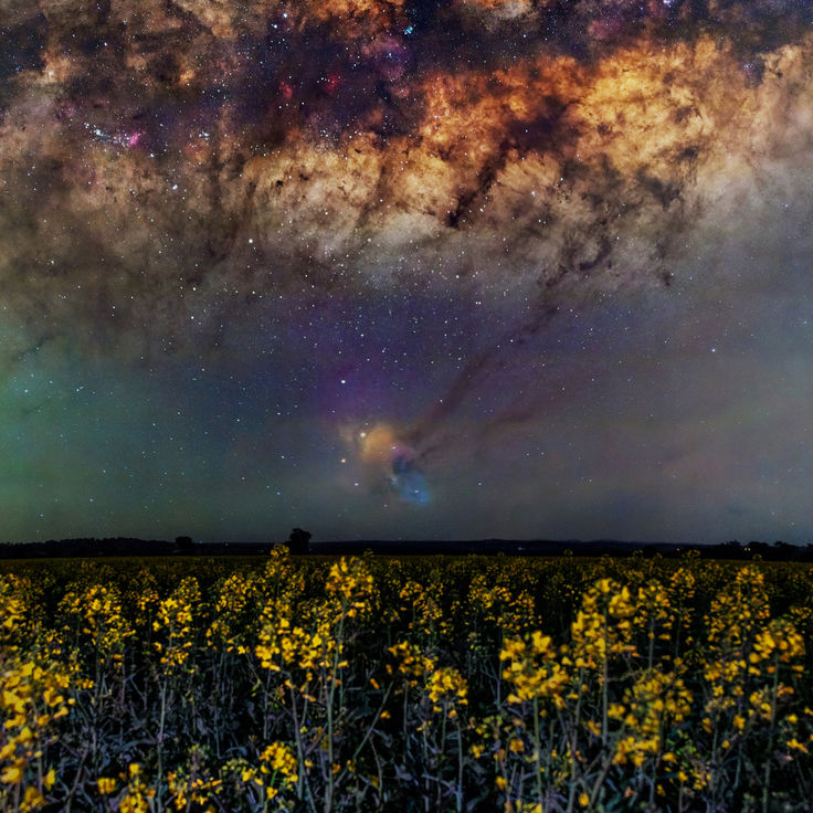 Cosmic Canola