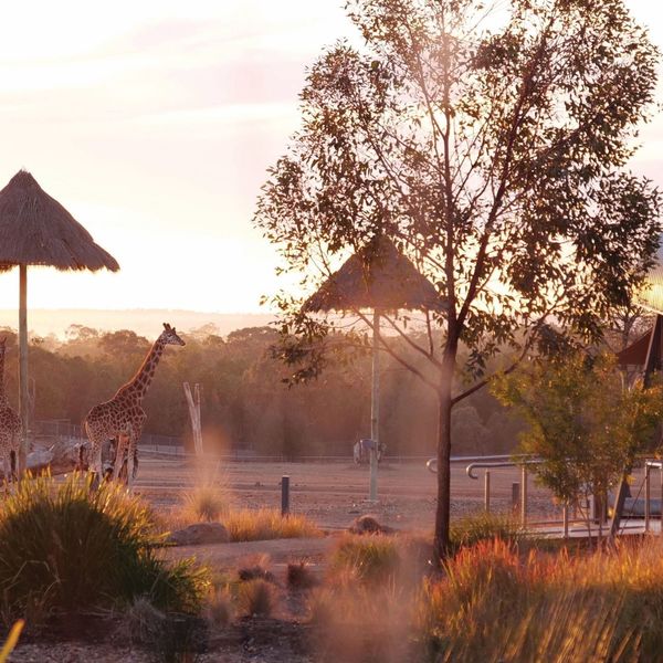 Accommodation - Taronga Western Plains Zoo