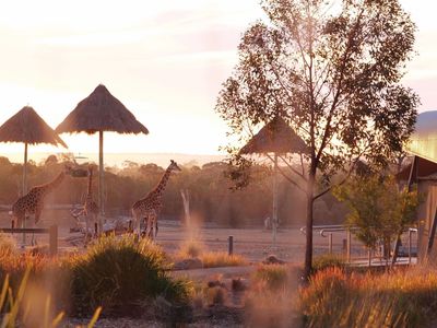 VISIT_BUSINESSLISTING_TarongaWesternPlainsZoo2019