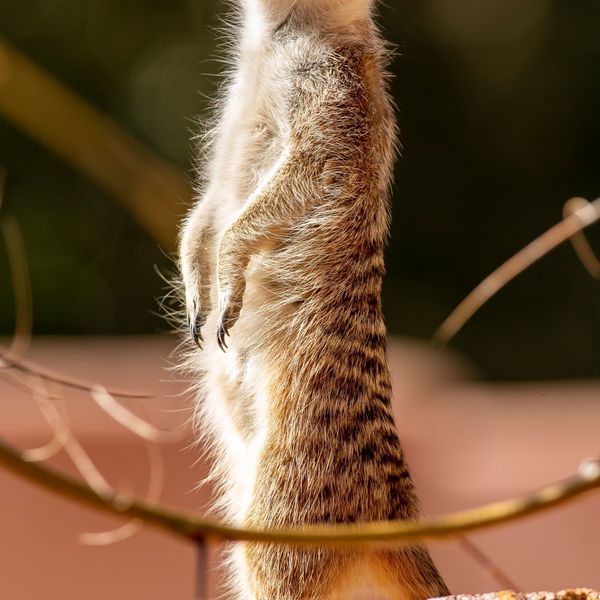 Taronga Western Plains Zoo WEB