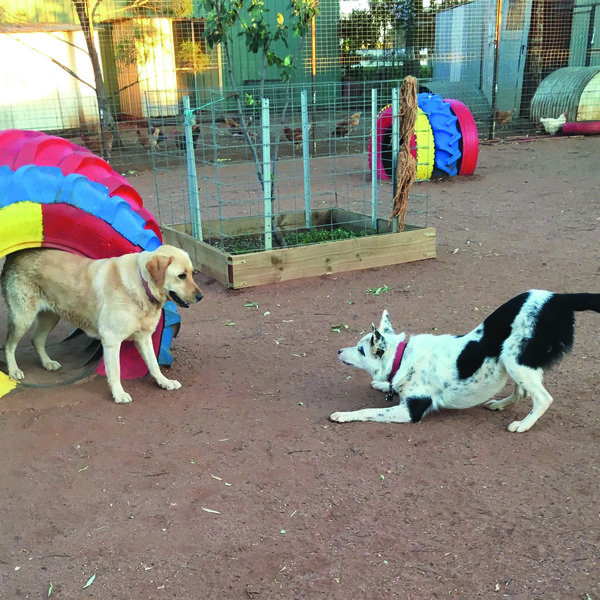 Visitor Services - Pinecrest Boarding Kennels And Cattery