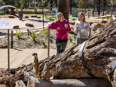 VISIT BUSINESSLISTING TWPZ Zoo Cafe Meerkats 1