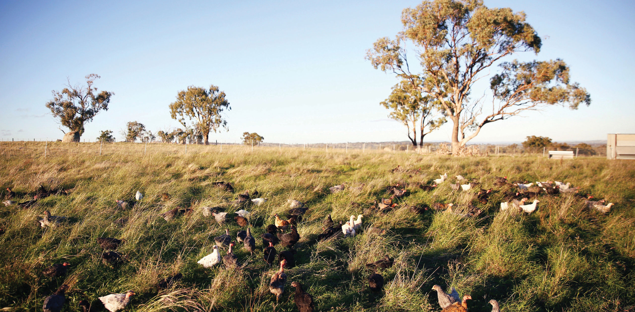 Grassland Poultry's chickens in green paddock.
