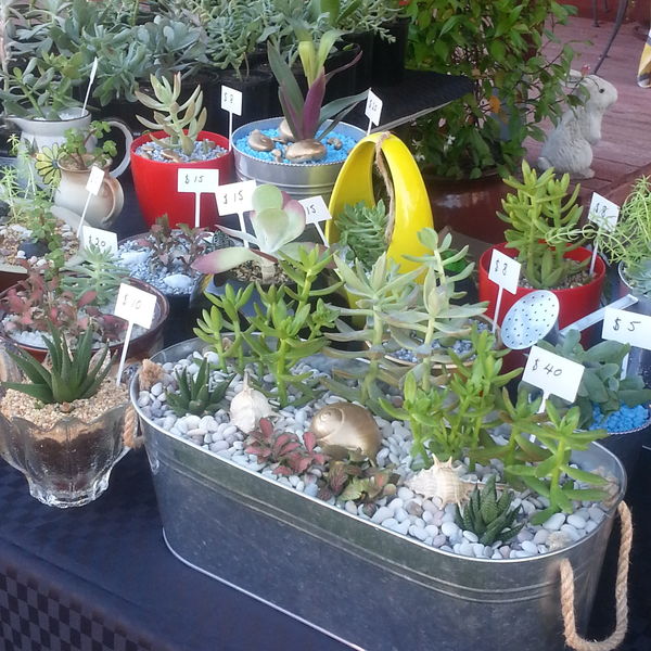 Poppy Petes Succulents