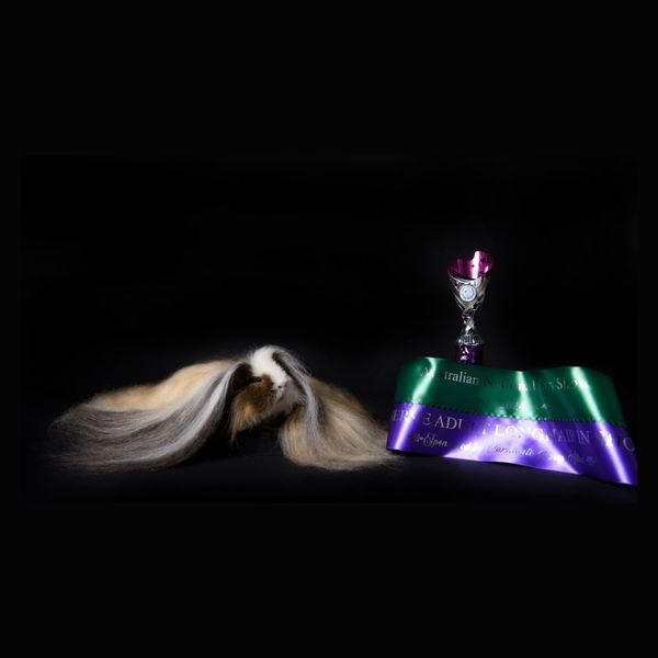 2025 Cavy Show Dubbo Events Page 1080x1080