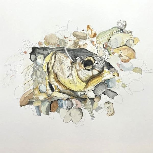 Carp Copy