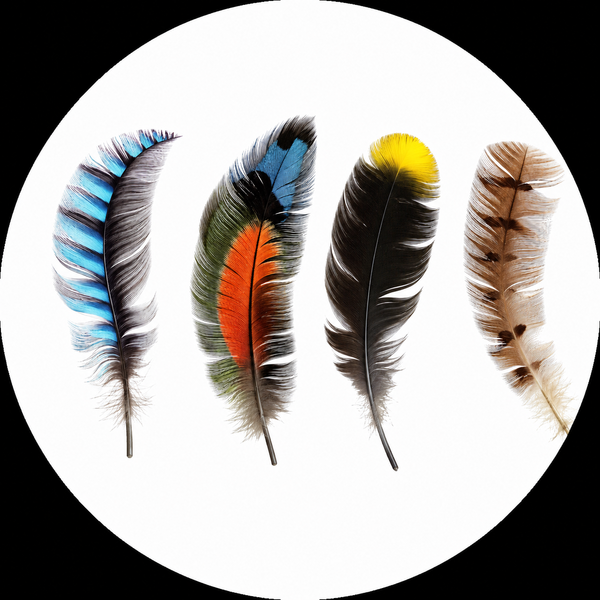 Bird Nerd feathers