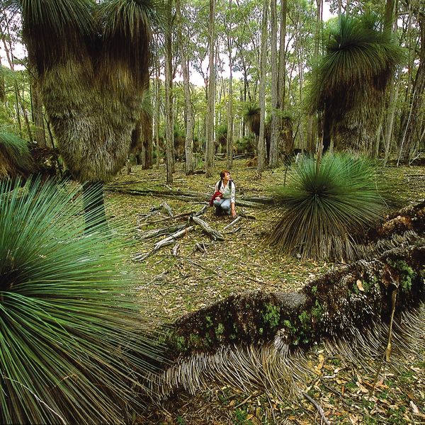 Visit - Coolah Tops National Park - Image Credit: David Kirkland