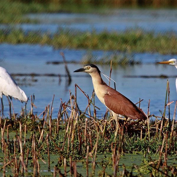 Abundant Birdlife at he Macquarie Marshes near Warren