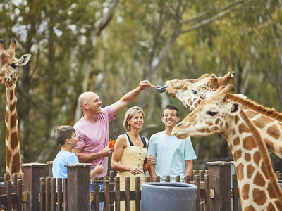 HOME Taronga Zoo Giraffe RG 0509 Dubbo Regional Council