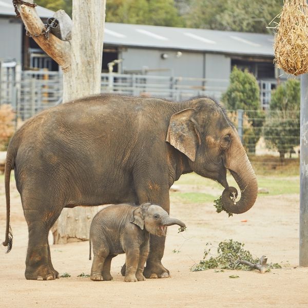 Itinerary - Meet Creatures Great And Small At Taronga Western Plains Zoo