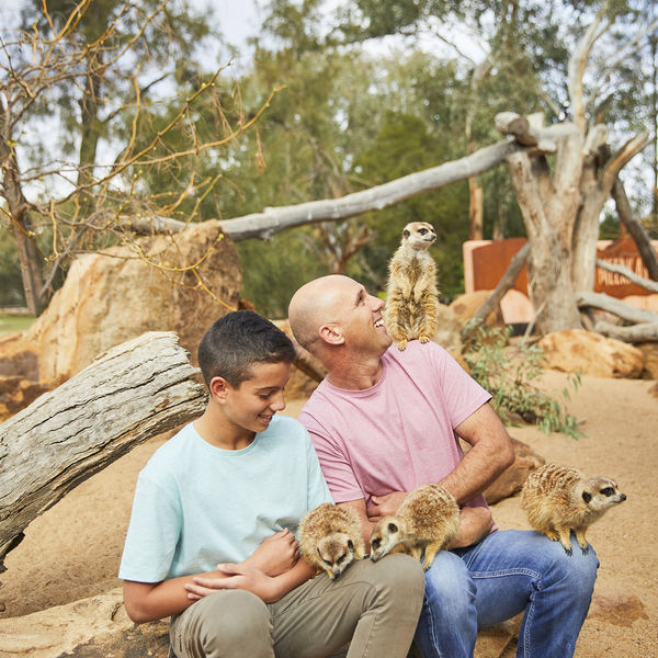 Itineraries - Meet The Mischevious Meerkats At Taronga Western Plains Zoo