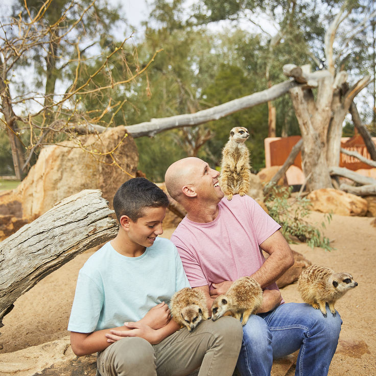 Itineraries - Meet The Mischevious Meerkats At Taronga Western Plains Zoo