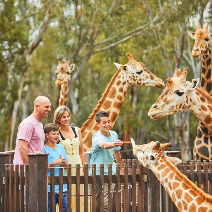 Family feeding the giraffes at Taronga Western Plains Zoo in Dubbo