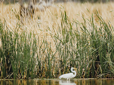 MACQUARIE MARSHES