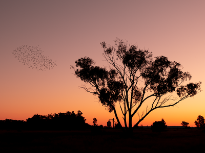 Main Image Nyngan