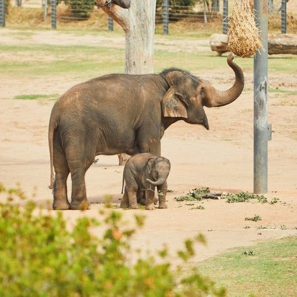 Elephant